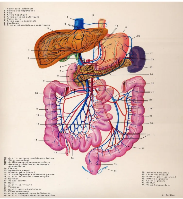 Figure 2 : Schéma du système porte et ses veines collatérales B SPECIFICITE CHIRURGICALE DU SYSTEME PORTE :  
