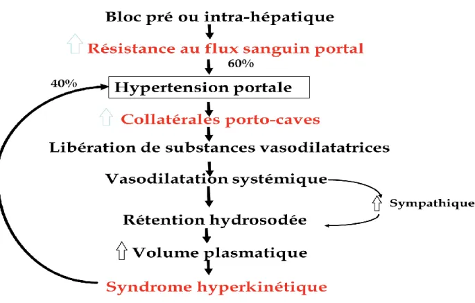Figure 3 : Schéma résumant la physiopathogie de l’hypertension portale C . 