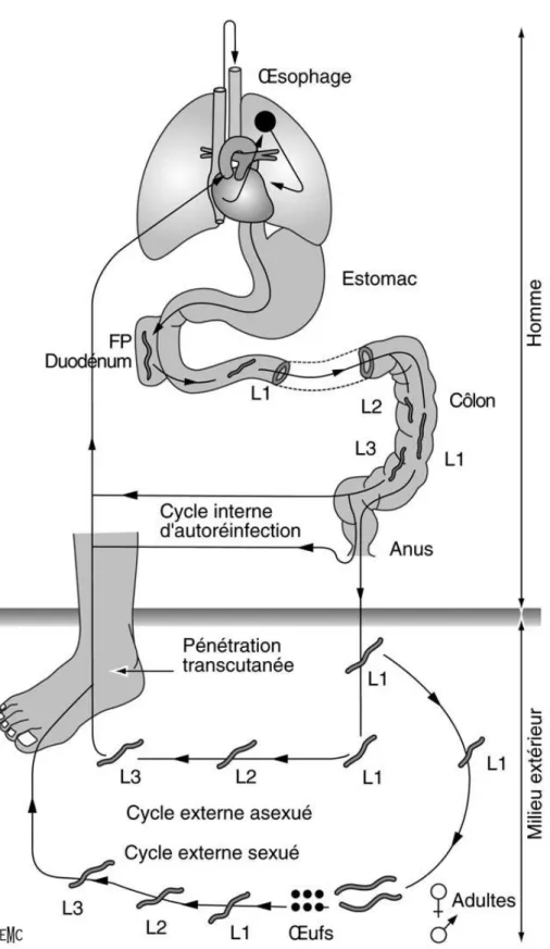 Figure 2Schéma du cycle évolutif de l’anguillulose. FP : femelle parthénogénétique ;  L1-L2 : larves rhabditoïdes ; L3 : larve strongyloïde (11)