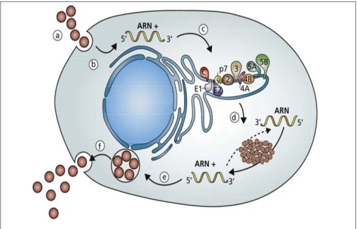 Figure 2. Cycle viral du VHC dans l’hépatocyte :   