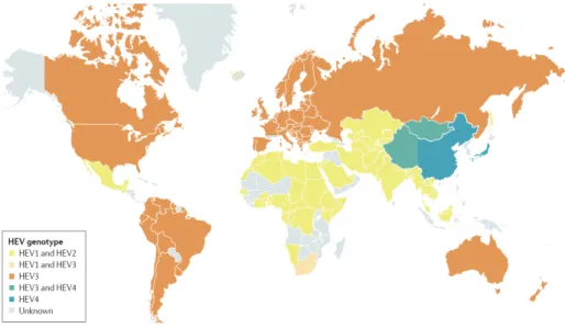 Figure 4 : Distribution mondiale des génotypes humains (14) 
