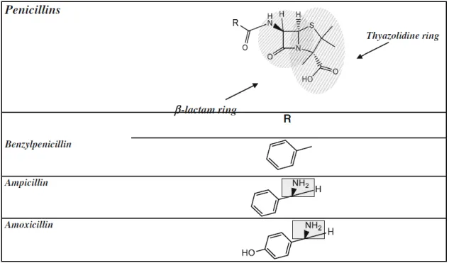 Figure 1 - Structure chimique des pénicillines 