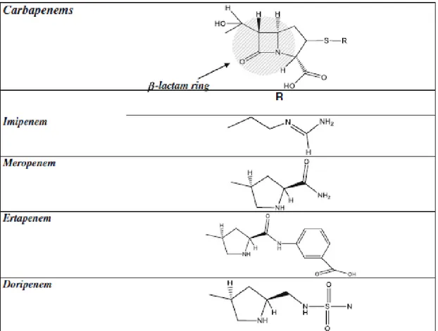 Figure 4 - Structure chimique des carbapénèmes 