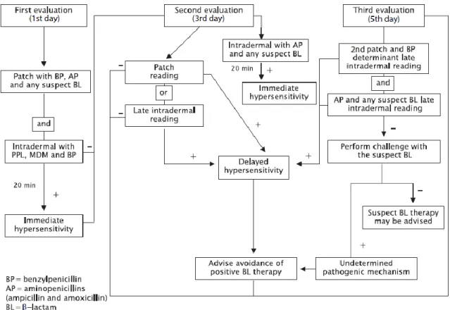 Figure 8- Algorithme de l'exploration des allergies non immédiates aux bêtalactamines proposé par Romano et al