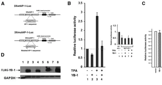 Figure 1 YB-1 represses PMA-induced AP-1 transactivation in HeLa cells