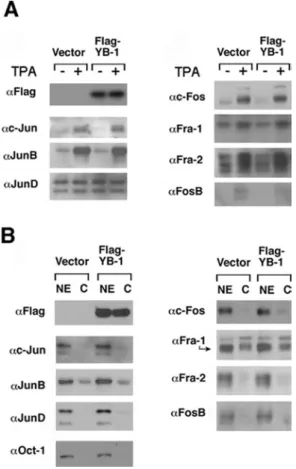 Figure 2 No effect of YB-1 on intracellular levels or nuclear localization of AP-1 subunits