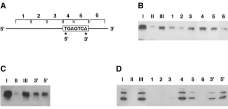 Figure 5 Mutational mapping of the YB-1-binding site