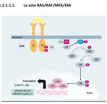 Figure 1. La voie RAS/RAF/MEK/ERK. GRB2= growth-factor-receptor bound protein 2; SOS= son of sevenless ;  MEK = MAPK/ERK kinase ; ERK = extracellular receptor-stimulated kinase 