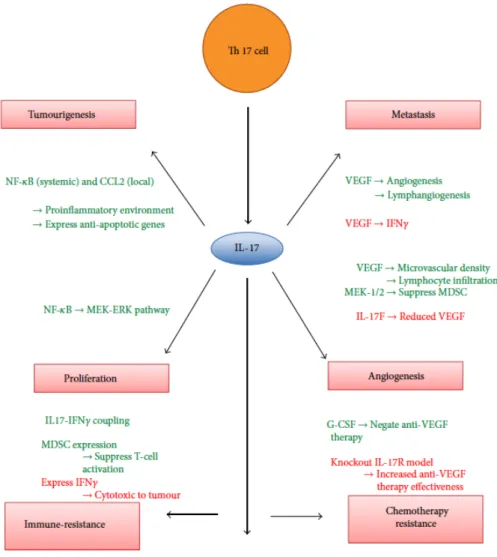 Figure 2  : Diagramme résumant les mécanismes par lesquels l’IL-17 induit (vert) ou inhibe  (rouge) les différentes voies physiopathologiques du développement des cancers