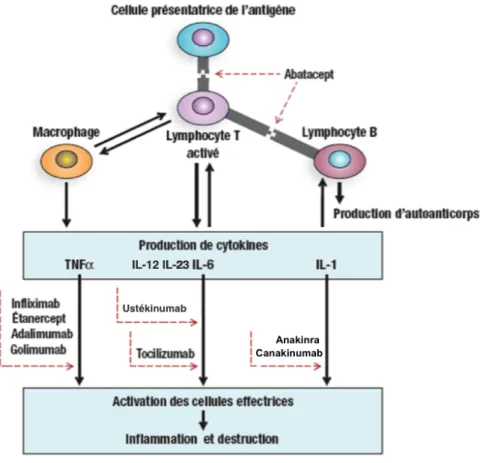 Figure 2 .  Cibles  des biomédicaments  anti-inflammatoires  utilisées  chez  l’enfant