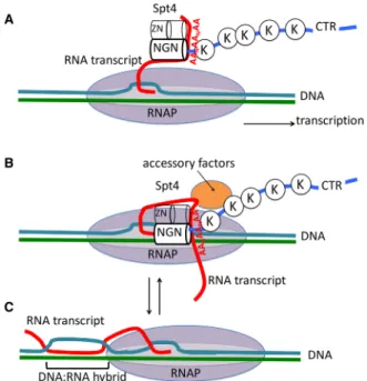 Figure 7. Possible functions mediated by Spt4/5’s RNA- RNA-binding activity. A: RNA RNA-binding by Spt4/5 may promote the recruitment of the heterodimer to RNA polymerase II (RNAP) to stabilize the transcription elongation complex