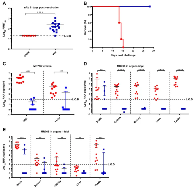 Fig. 2 In vivo immunogenicity of YF-ZIKprM/E and protection of AG129 mice against lethal challenge with ZIKV MR766