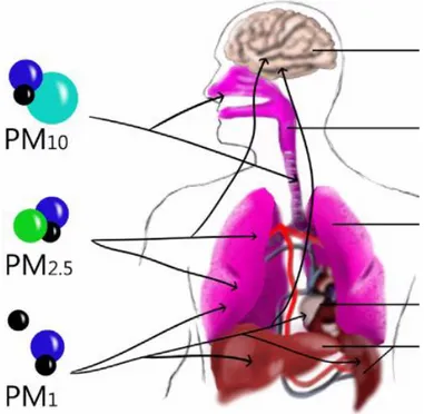 Figure 11 Taille et dynamique des particules atmosphériques dans l’organisme humain 