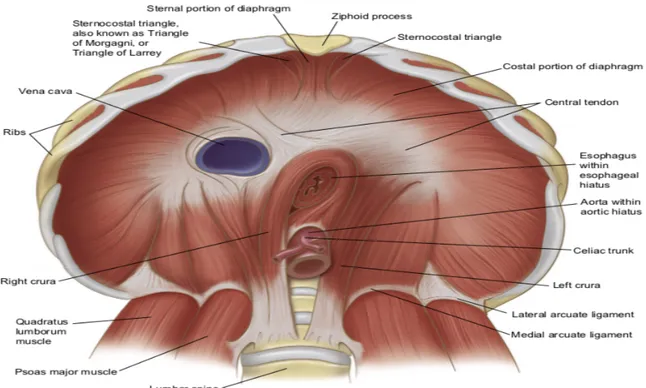Figure  1 :  Vue  abdominale  montrant  les  parties  lombaire,  costale  et  sternale  du  diaphragme musculaire