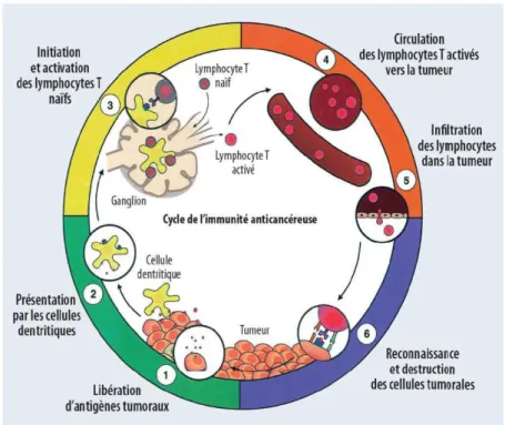 Figure 2 : « cycle cancer immunité » d’après Chen et al 