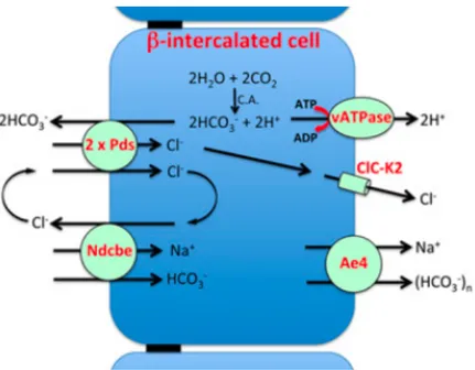 Figure  1 :  Schéma  de  la  réabsorption  électroneutre  de  NaCl  dans  les  cellules  intercalaires de type β du tubule collecteur