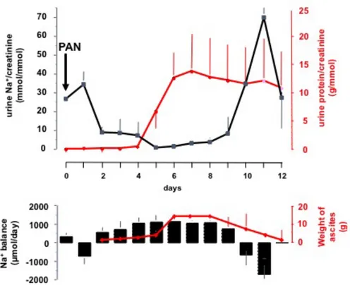 Figure 2 : Excrétion rénale du sodium et des protéines, bilan sodé et ascite durant les 12  jours  qui  suivent  l’induction  du  syndrome  néphrotique  par  injection  intraveineuse  de  PAN chez des rats males Sprague Dawley « clampés »
