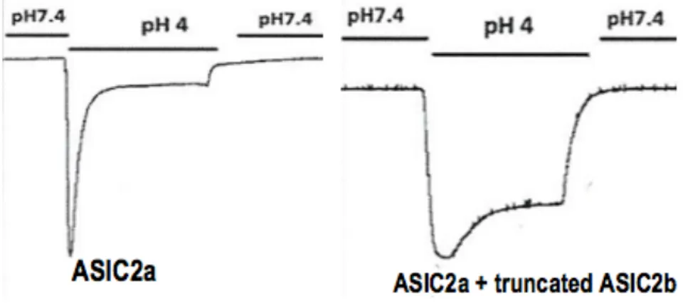 Figure 3 : Courant sodique sensible au pH mesuré dans des ovocytes exprimant ASIC2a  seul ou ASIC2a et la version tronquée d’ASIC2b