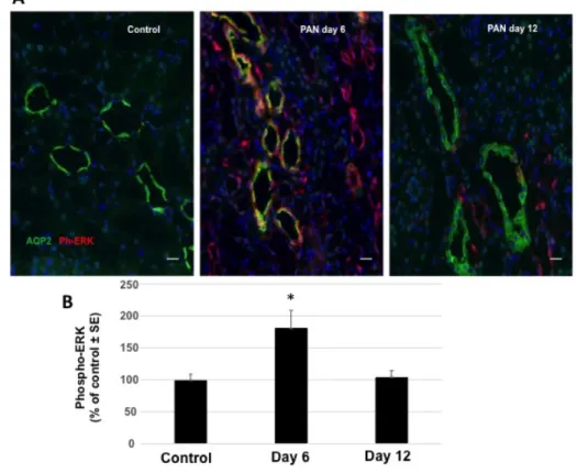Figure 5 : Phosphorylation de ERK dans le tubule collecteur cortical de rats contrôles et   néphrotiques  à  J6  et  à  J12