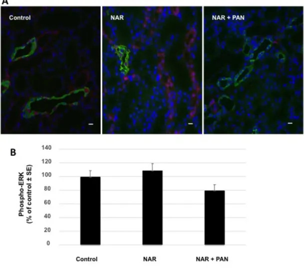 Figure 10 : Phosphorylation de ERK dans le CCD des rats NAR.  