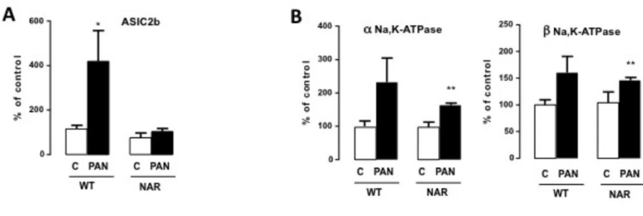 Figure  11 :  Expression  d’ASIC2b  et  des  sous  unités  de  la  Na,K-ATPase  chez  les  rats  NAR