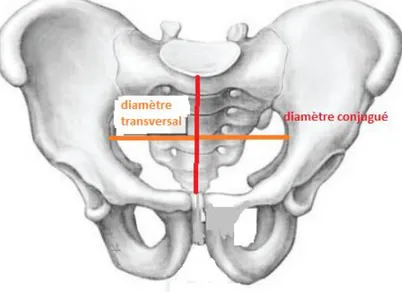 Figure 3 : Schéma représentatif du ‘PELVIC BRIM INDEX’ 