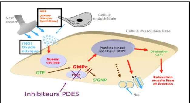 Figure 8 : Pharmacologie de l'érection 
