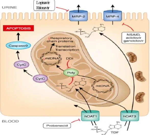 Figure 6. Eléments physiopathologiques sur la toxicité rénale du ténofovir au sein de la  cellule tubulaire proximale