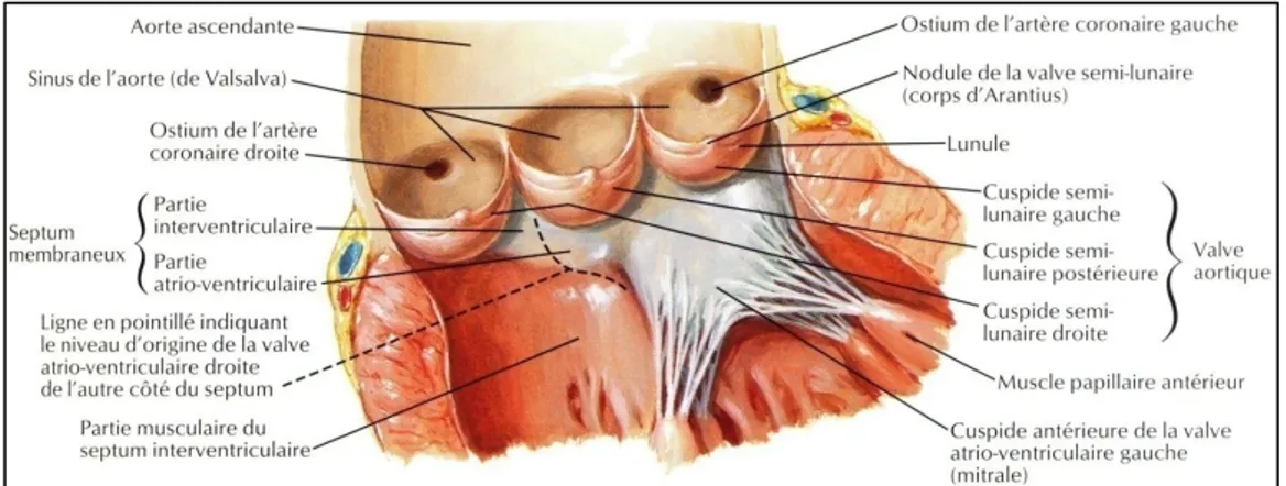 Figure 3 : Anatomie de la valve aortique   Adapté de Netter, Atlas d’anatomie humaine, [4] 