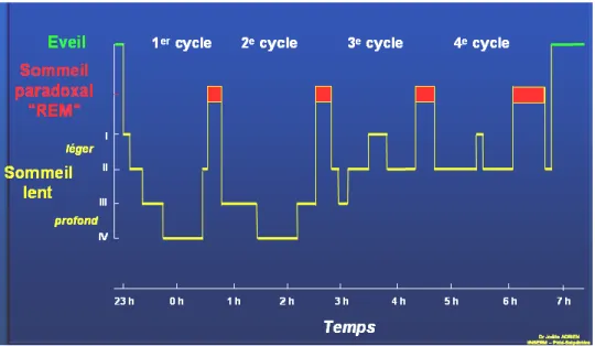 Figure 5 : Déroulement d’une nuit de sommeil en cycle 