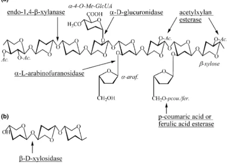 Fig. 1. (a) Structure of xylan and the sites of its attack by xylanolytic enzymes. The backbone of the substrate is composed of 1,4- b-linked xylose residues