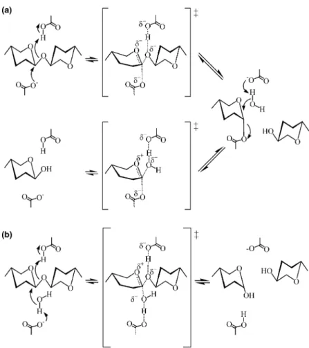 Fig. 2. General mechanisms for (a) retaining and (b) inverting glycosidases. Adapted from [51]