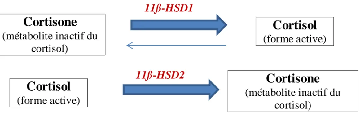 Figure 7: Actions de la 11ß-HSD1 et 11ß-HSD2, d’après Stewart.PM [104]. 