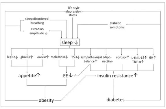 Figure 5 : Relation bidirectionnelle entre diabète et sommeil  45