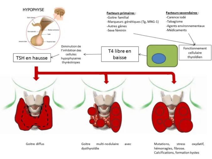 Figure 5 - Goitrogenèse 