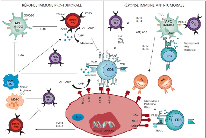Figure 2 : Interactions entre le système immunitaire et les cellules tumorales dans le  cancer du sein