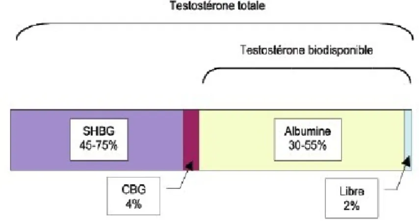 Figure 2 : Composition biologique de la testostérone [34].  