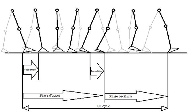 Figure 1 : Le cycle de la marche 