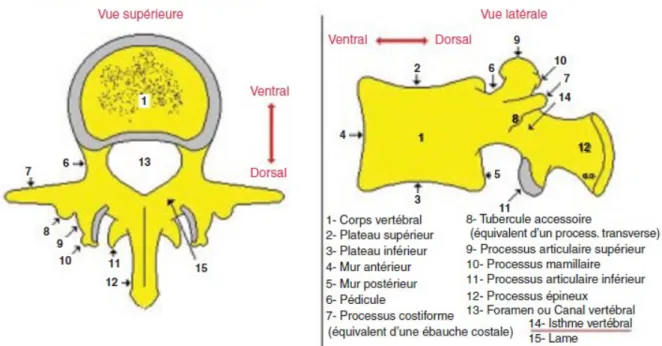Figure 2. Colonne vertébrale – La vertèbre lombaire (d’après [10]).