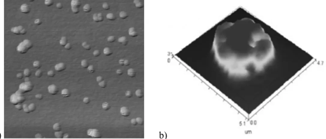 Fig. 5. a) Topography of TiO 2  nanoparticles on silicon (Rao et al., 2007). The height of the nanoparticles is in  the range of 10 nm, the total frame width is about 1 µm