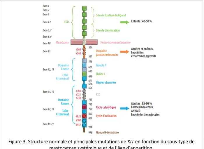 Figure 3. Structure normale et principales mutations de KIT en fonction du sous-type de  mastocytose systémique et de l’âge d’apparition