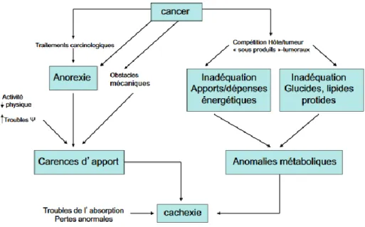 Figure  2 :  Etiologie  multifactorielle  de  la  dénutrition  chez  les  patients  cancéreux  d’après  Nitenberg et al