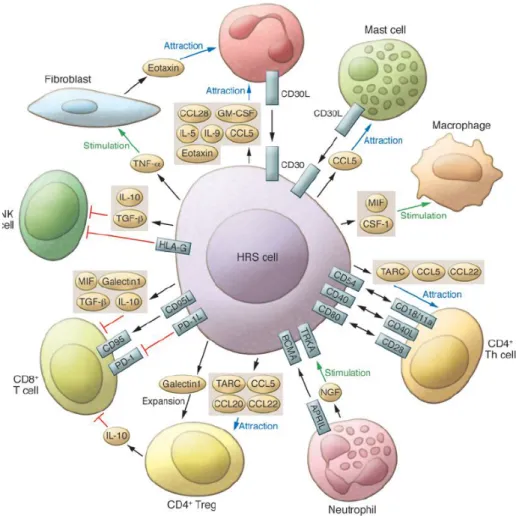 Figure 1 : cellules de RS et micro-environnement  1.4. Clinique - biologie 