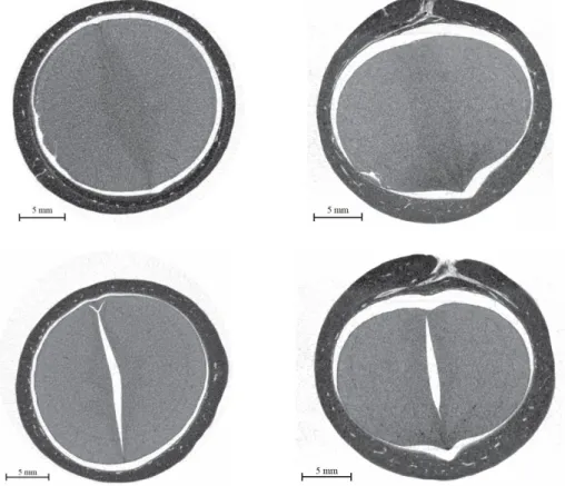 Figure 1. Axial (left) and coronal (right) cross-sections from two tomographic reconstructions of macadamia nuts-in- nuts-in-shell
