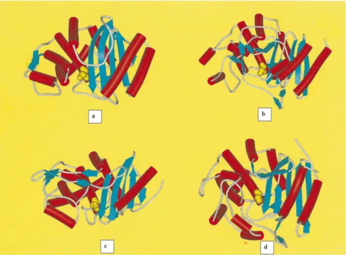 Figure 1. Schematic drawings of the class A b -lactamase of E. coli TEM 1 (a), class C b -lactamase of Enterobacter cloacae 908 R (b),