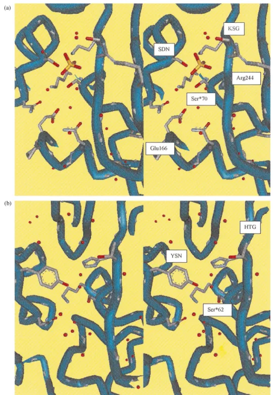 Figure 2. Stereoviews of the catalytic cleft of the class A b -lactamase of E. coli TEM 1 (a) and the DD -carboxypeptidase-transpeptidase/