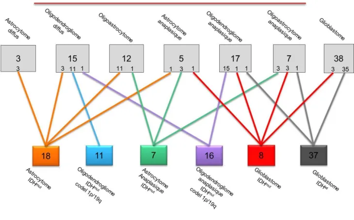 Figure 5 : Répartition des tumeurs gliales reclassées selon la classification de l'OMS 2016 