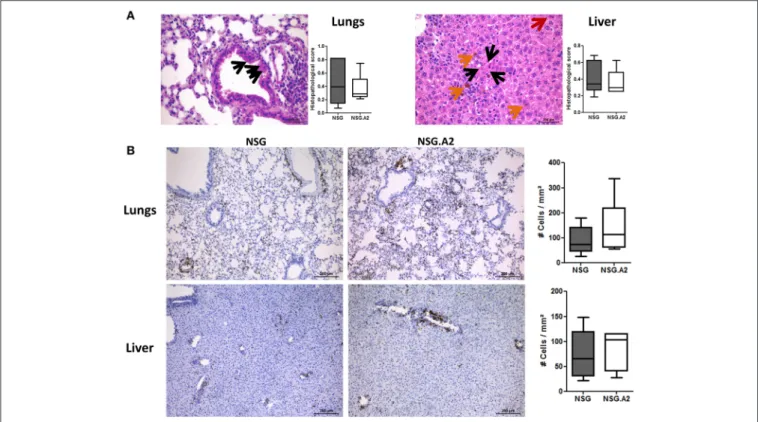 FIGURE 7 | Histological analyses in NSG and NSG-HLA-A2/HHD mice transplanted with non-HLA-A2 PBMCs