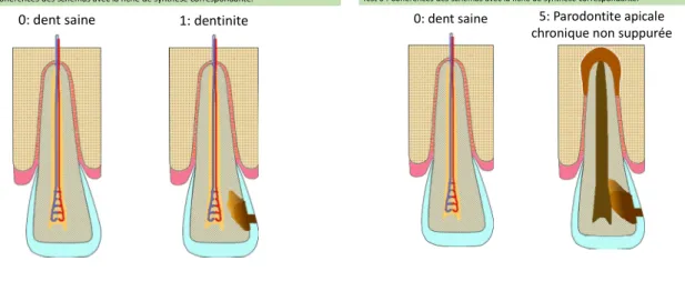 Figure 3:Exemples de schémas projetés au Jury pour le test 4. Pour chaque diapositive la question  était : quel phénomène ou quel état intermédiaire représente le schéma projeté? 