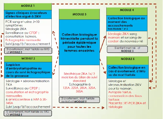 Figure 6: Organisation des modules de l'étude ZIKA-DFA-FE, protocole de l'étude,  2016 